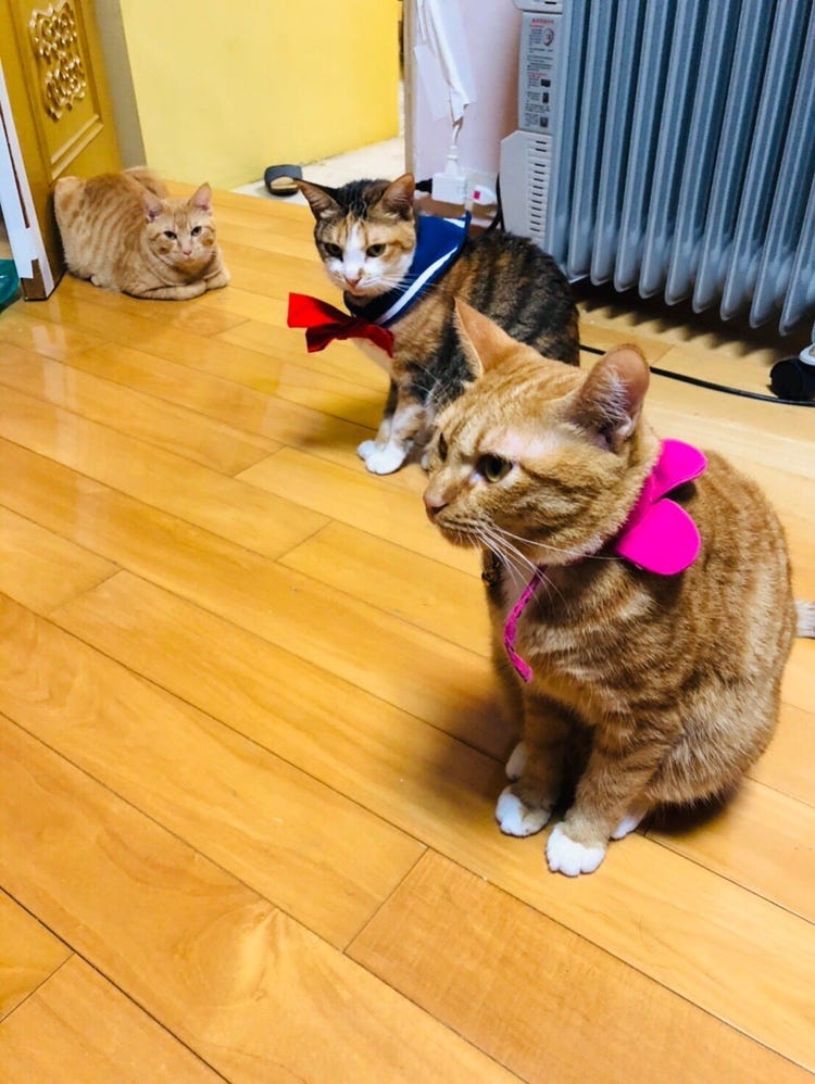 （左起：霸霸、咪寶、蛋堡）