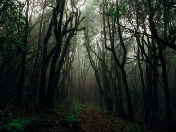 EP244｜解析《森林中的聖約瑟》：就算被遺棄，你也有屬於自己的專屬天使